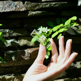 Nude Beach Roll-ons 8ml